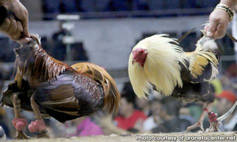 sabungan ng manok in english|SABUNGAN: Definition of the Tagalog word sabungan in English..